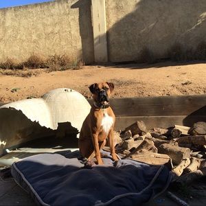 Meet your Posher, Barbra ann